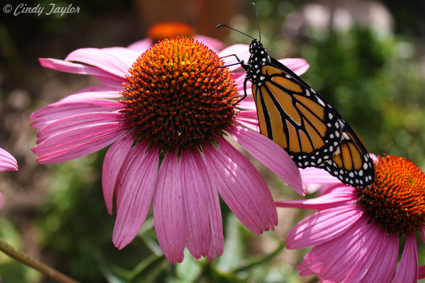 Butterfly and Coneflower Echinacea